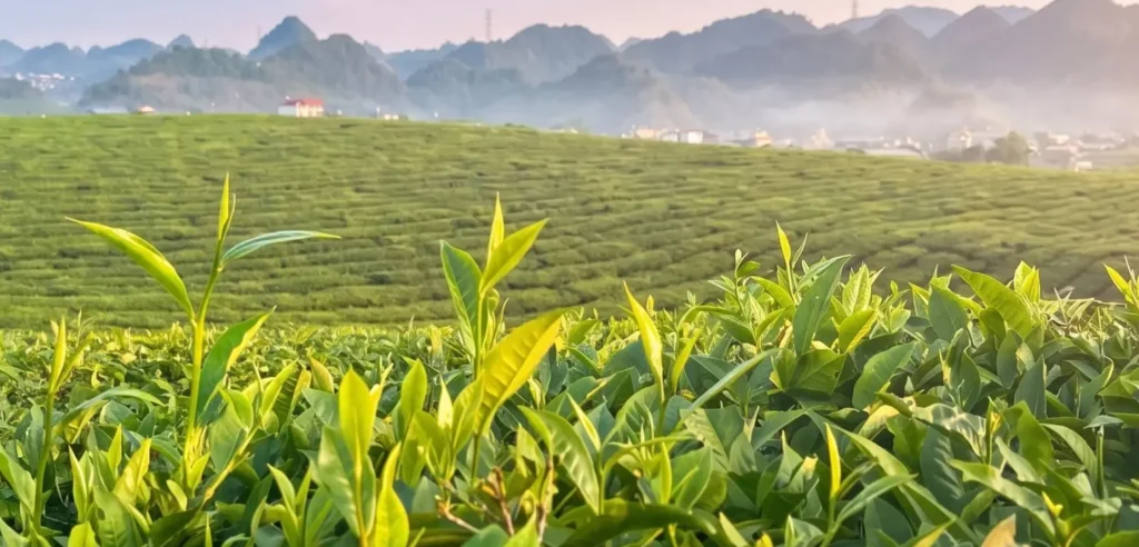 matcha vietnam origin oem solution low moq.webp