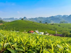 How to Choose High-Quality Matcha Powder for B2B Supply