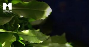 proactive matcha supply chain de risk.webp