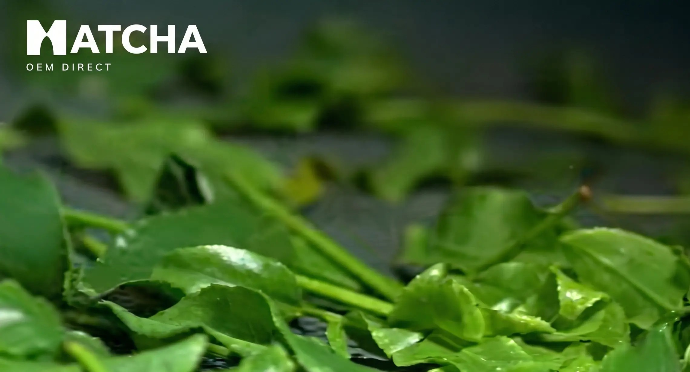 usda organic fda certified matcha factory.webp